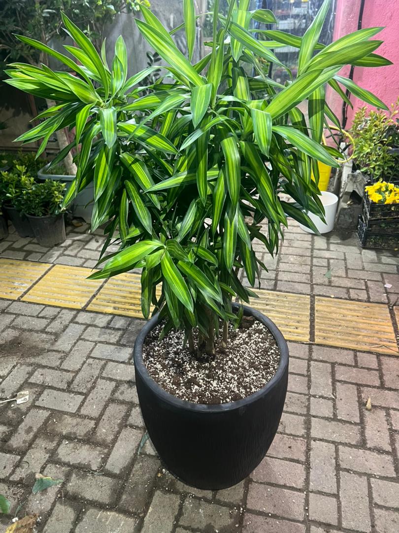 گلخانه ارکیده در مشهد